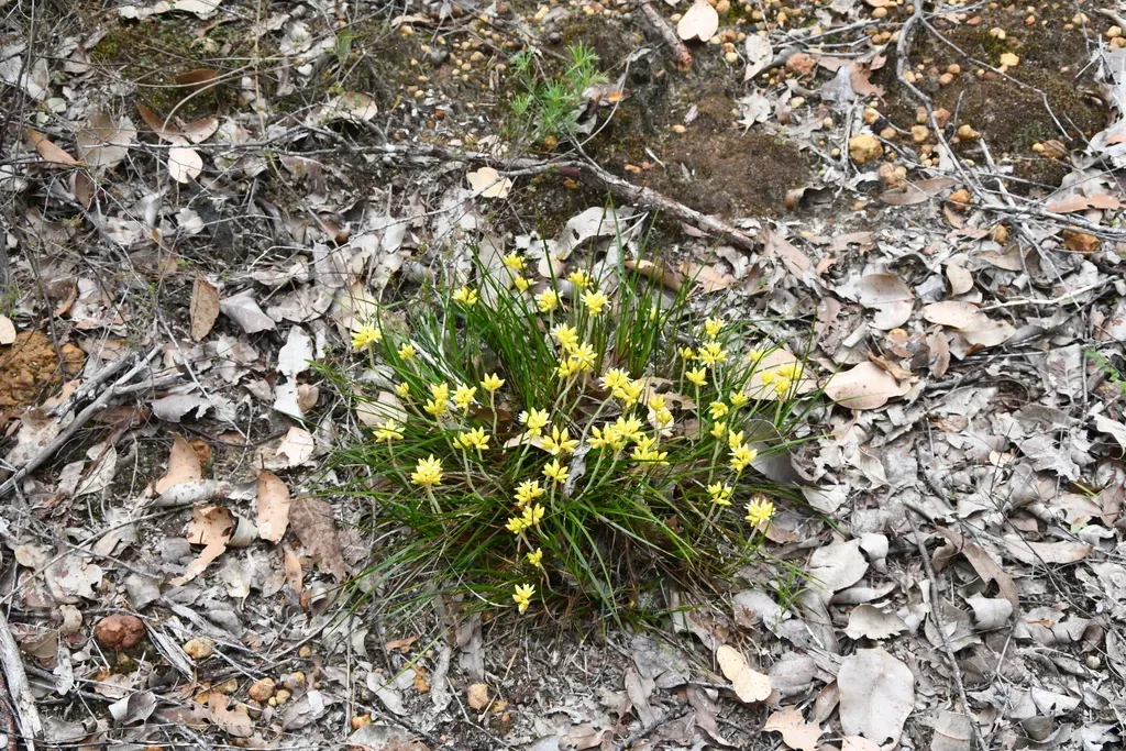 Conostylis Laxiflora