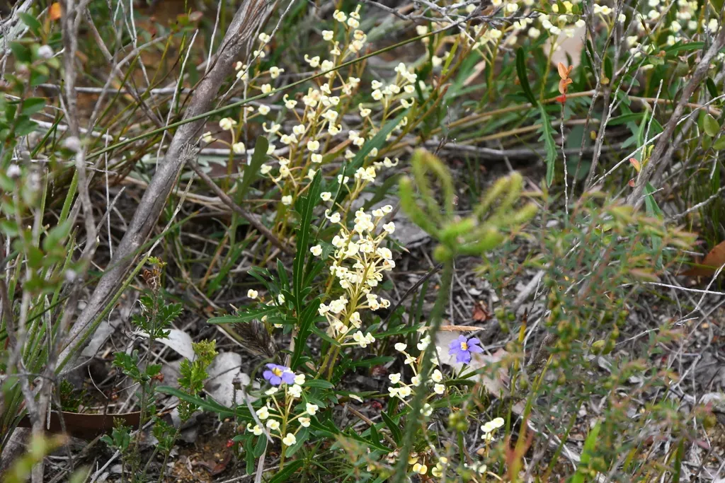 Grevillea Cirsiifolia