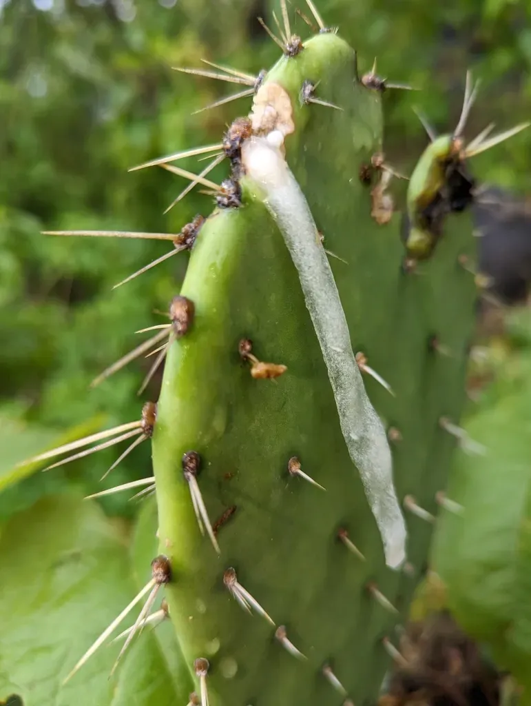 Opuntia Sierralagunensis