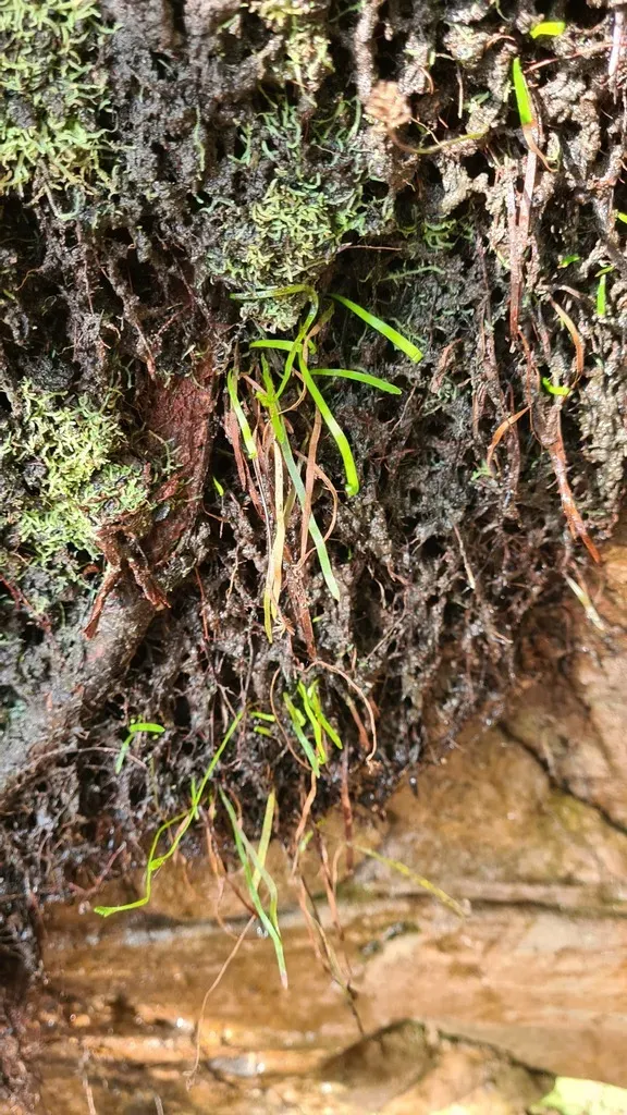 Narrow-leaf Finger Fern
