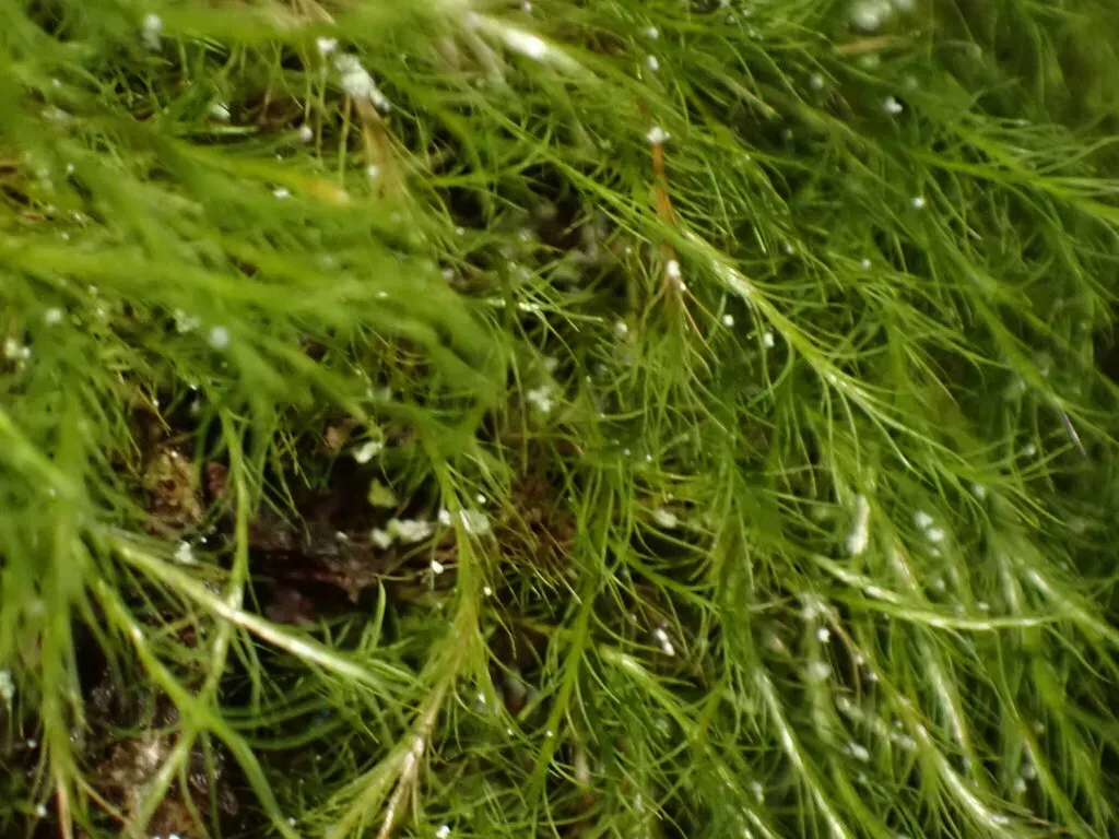 Erect-fruited Iris Moss