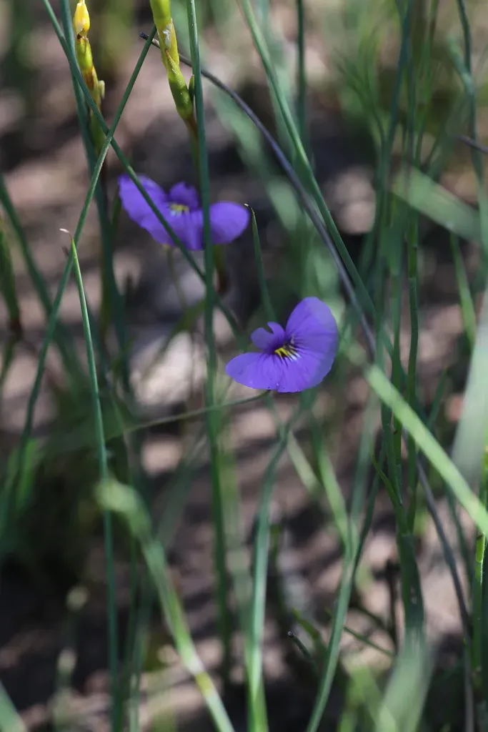 Utricularia Petertaylorii