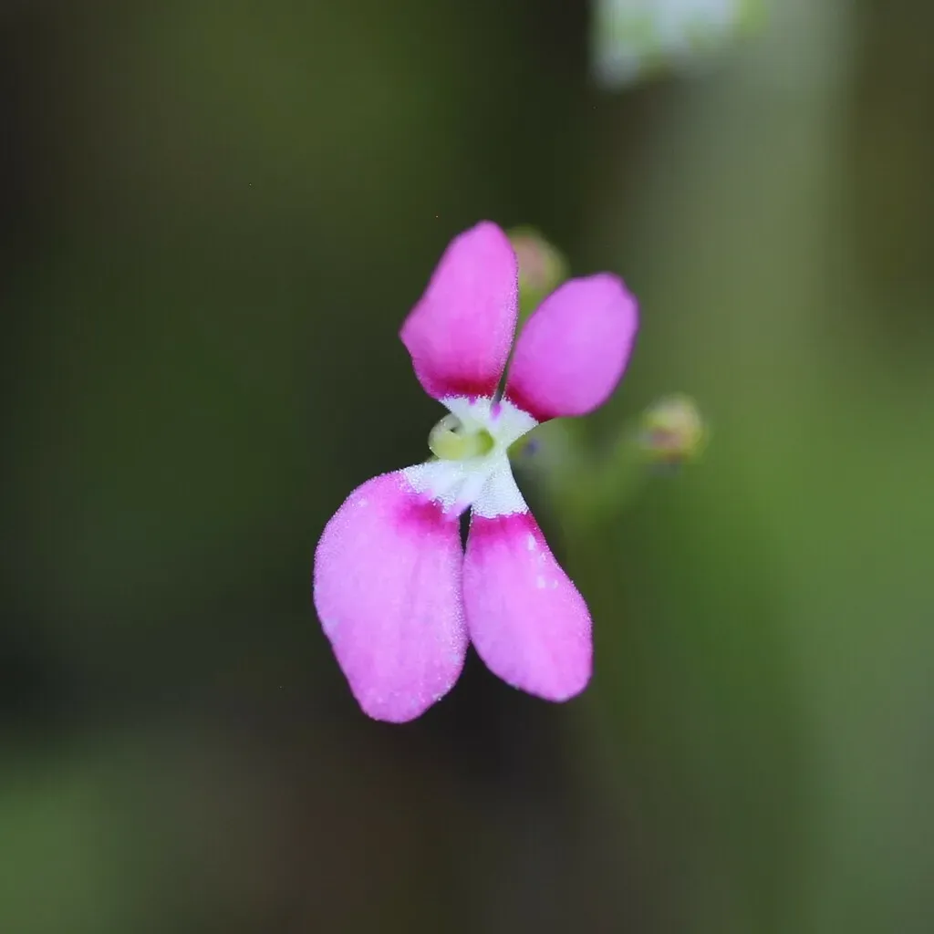 Stylidium Roseoalatum