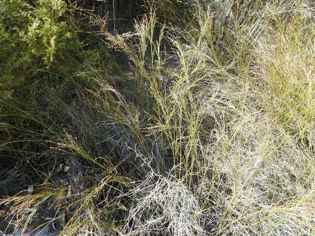 Chordifex Fastigiatus