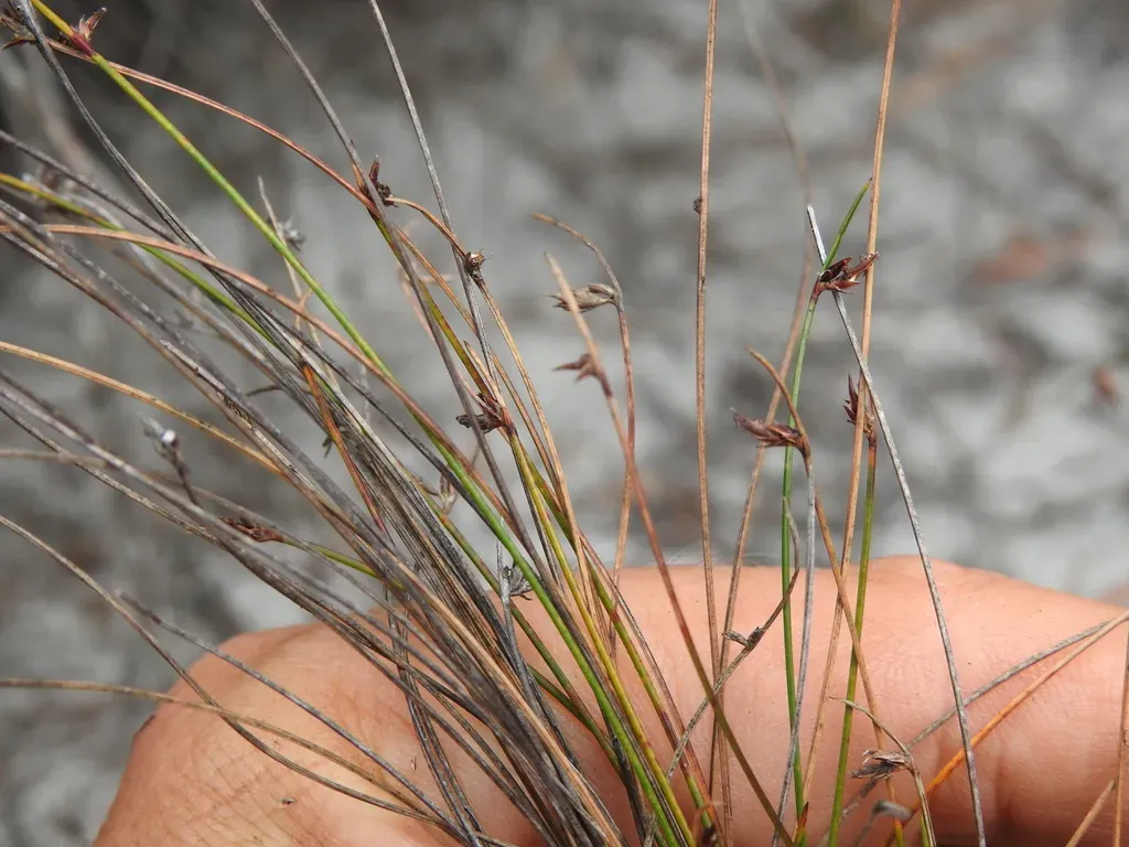 Schoenus Ornithopodioides