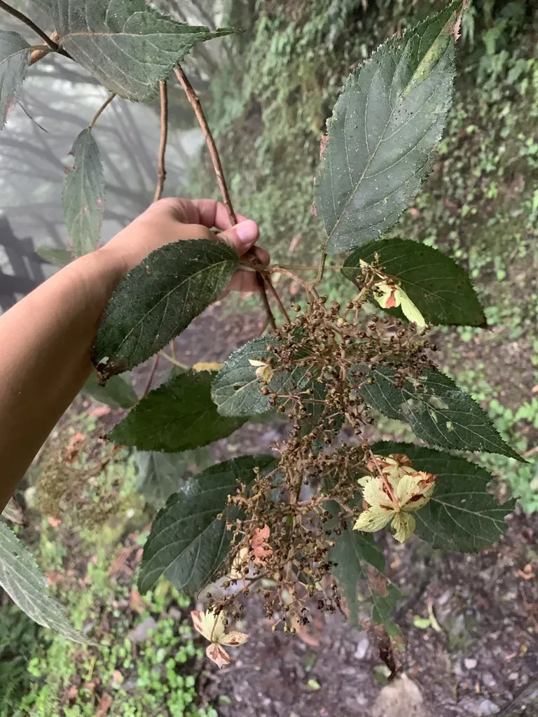 Rough-leaved Hydrangea