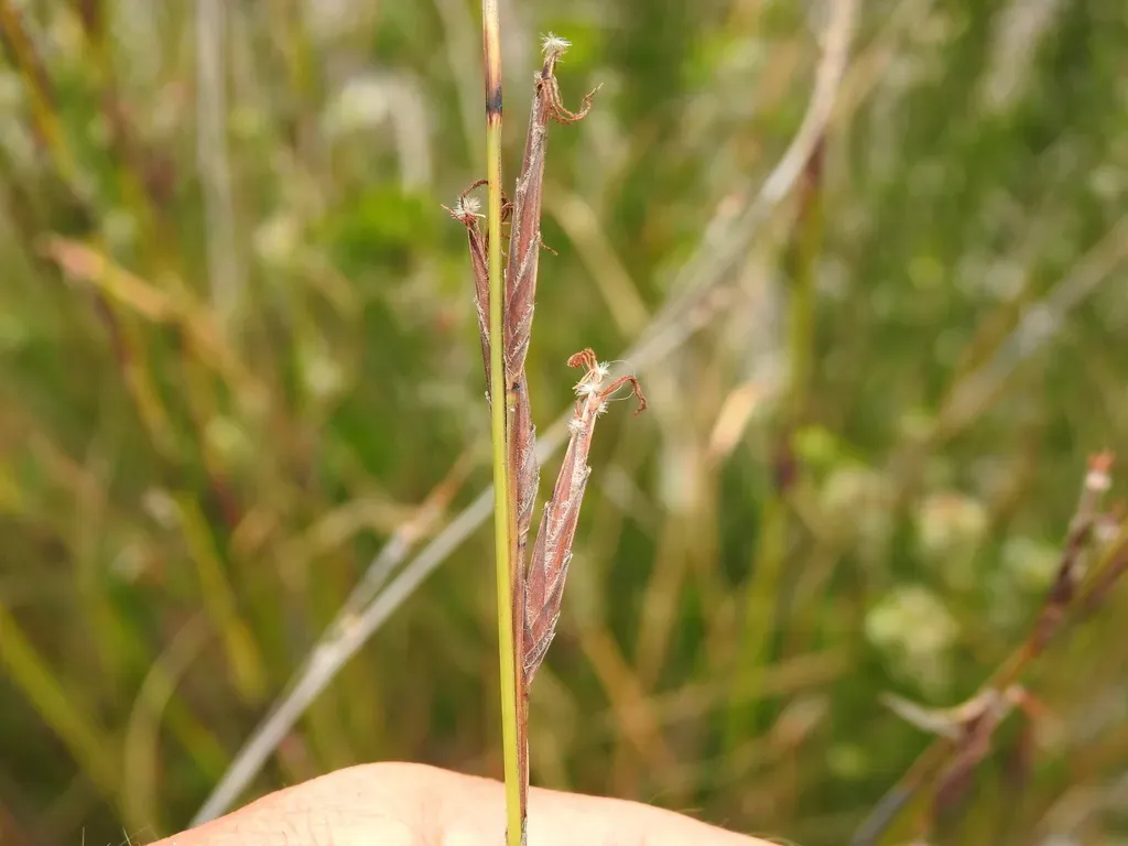 Schoenus Calostachyus