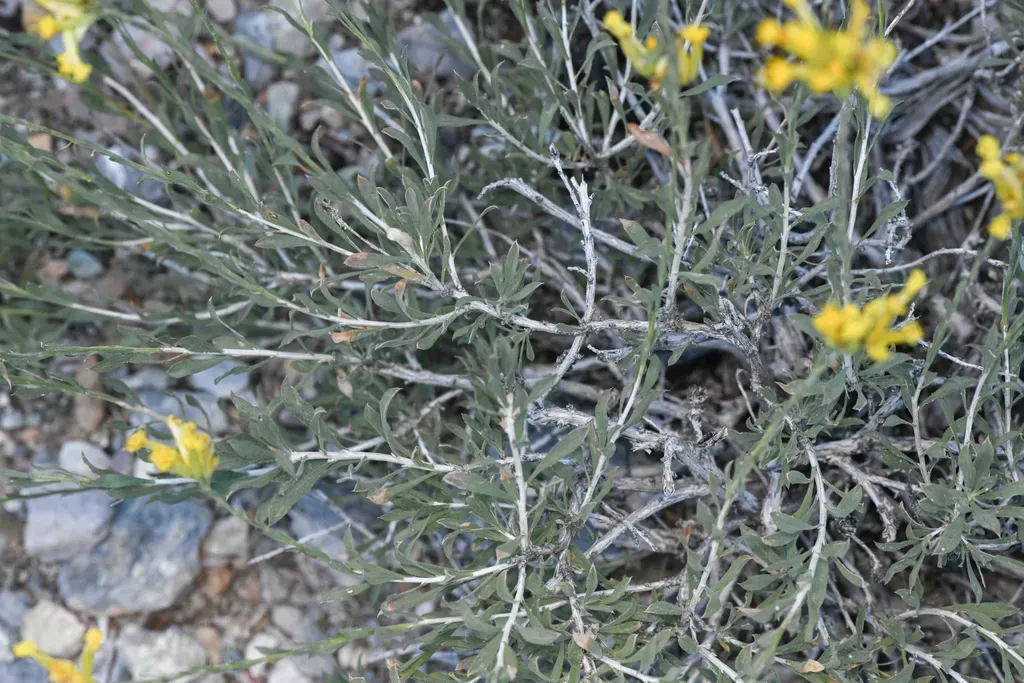 Longflower Rabbitbrush