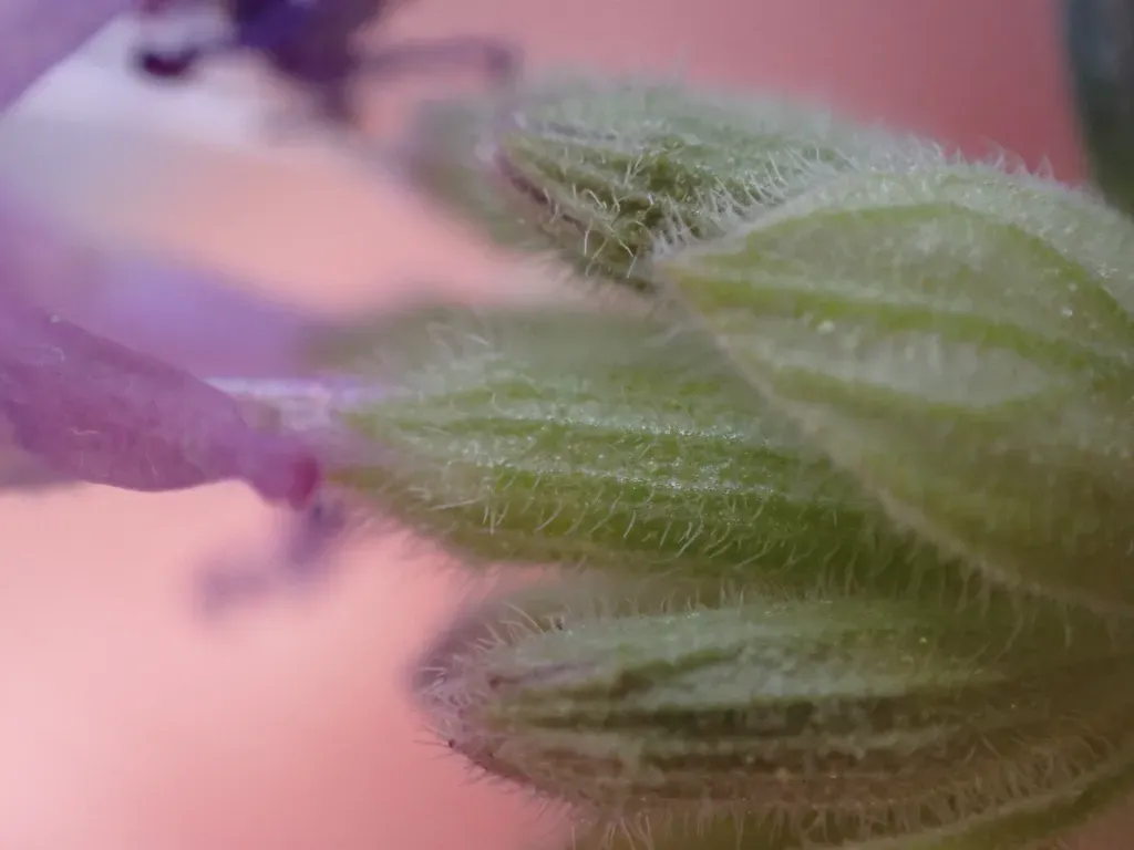 Clark Mountain Monardella