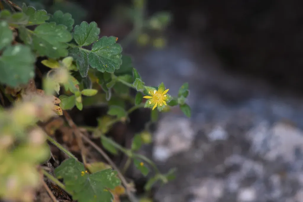 Kingston Mountains Ivesia