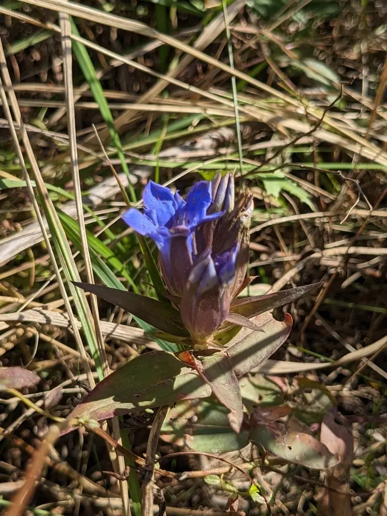 Korean Gentian