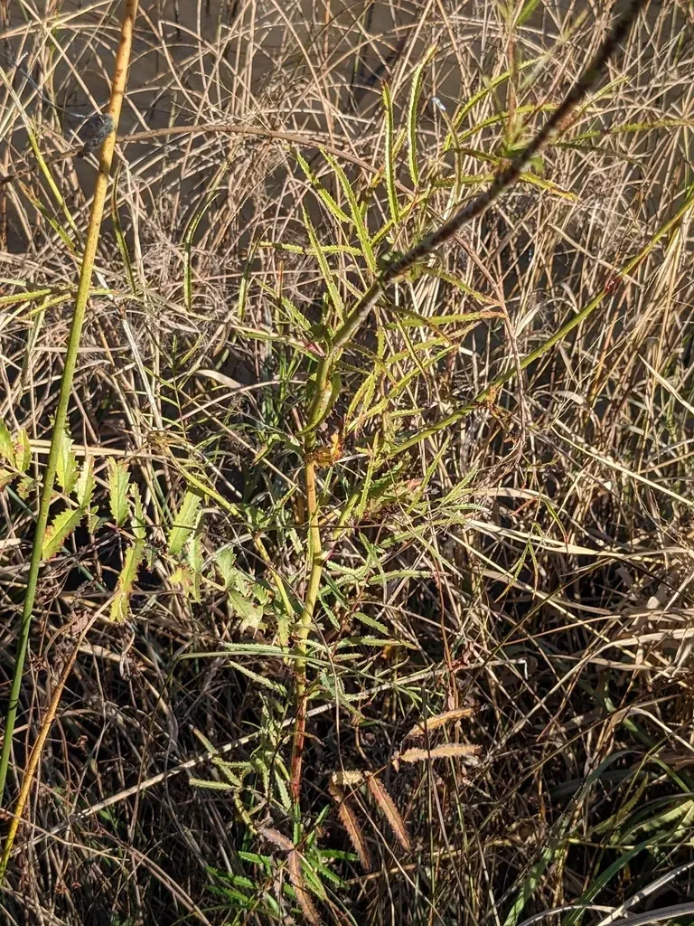 Sanguisorba Parviflora