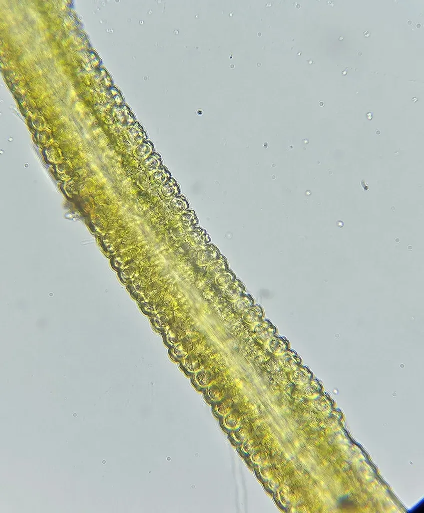 Fragile Twisted Moss