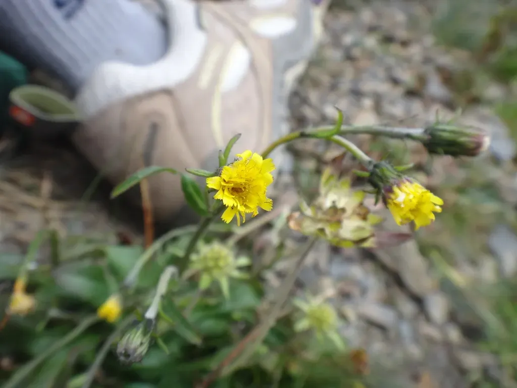 Hieracium Morii