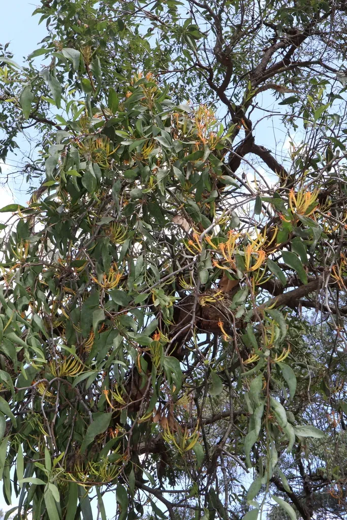 Long-flower Mistletoe