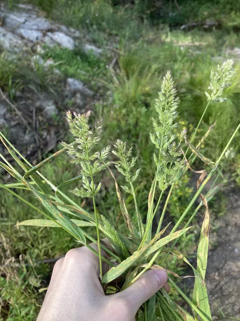 × Agropogon Lutosus