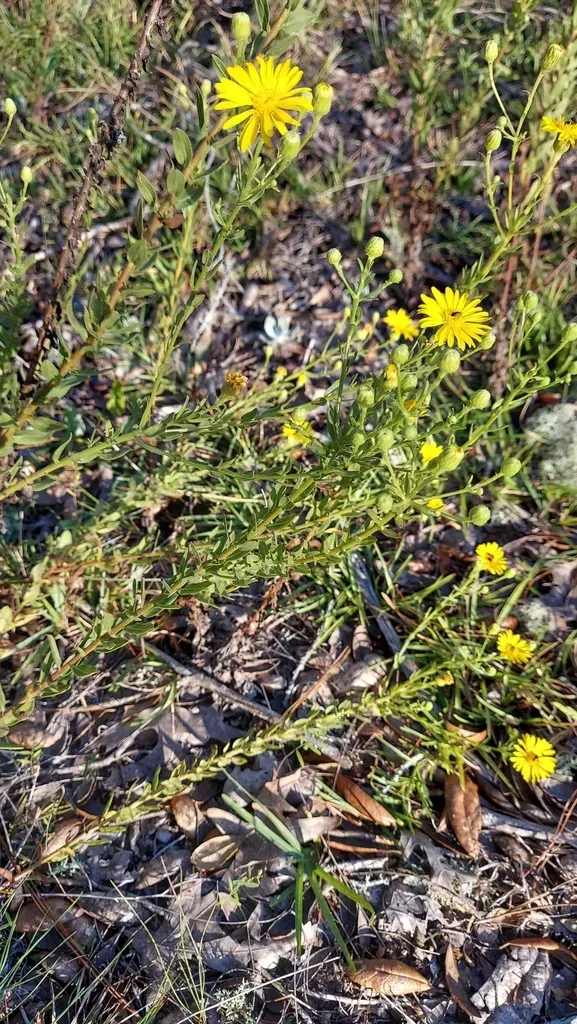 Coastalplain Goldenaster