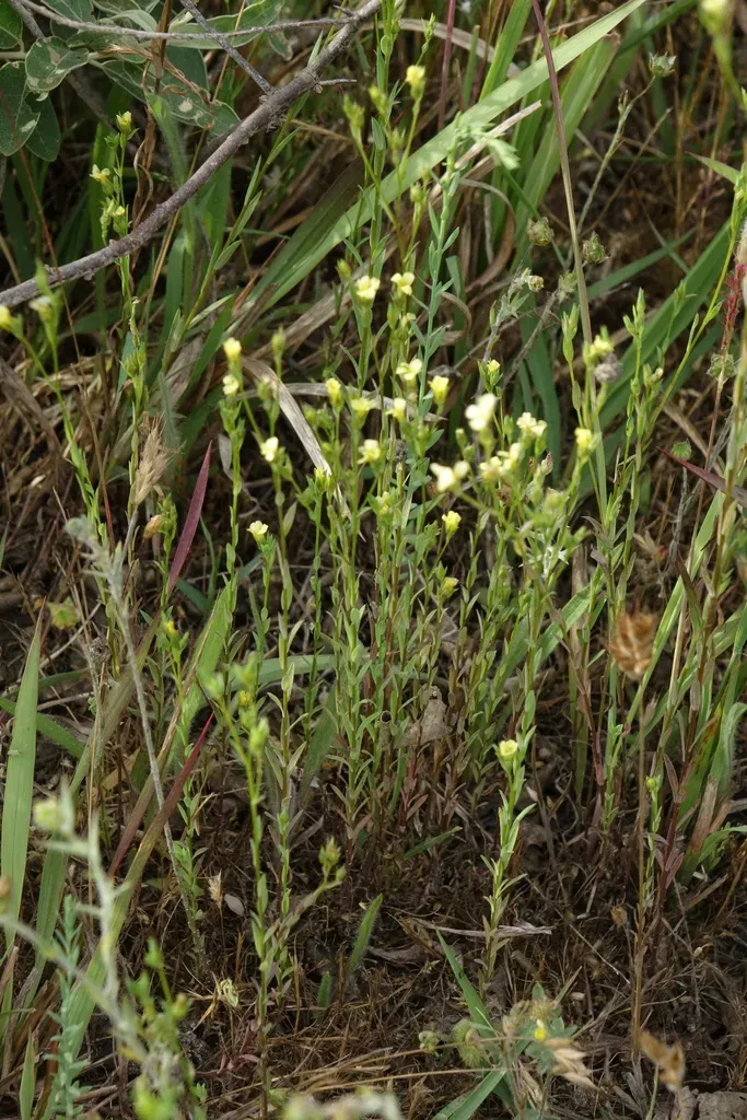 Clustered Flax