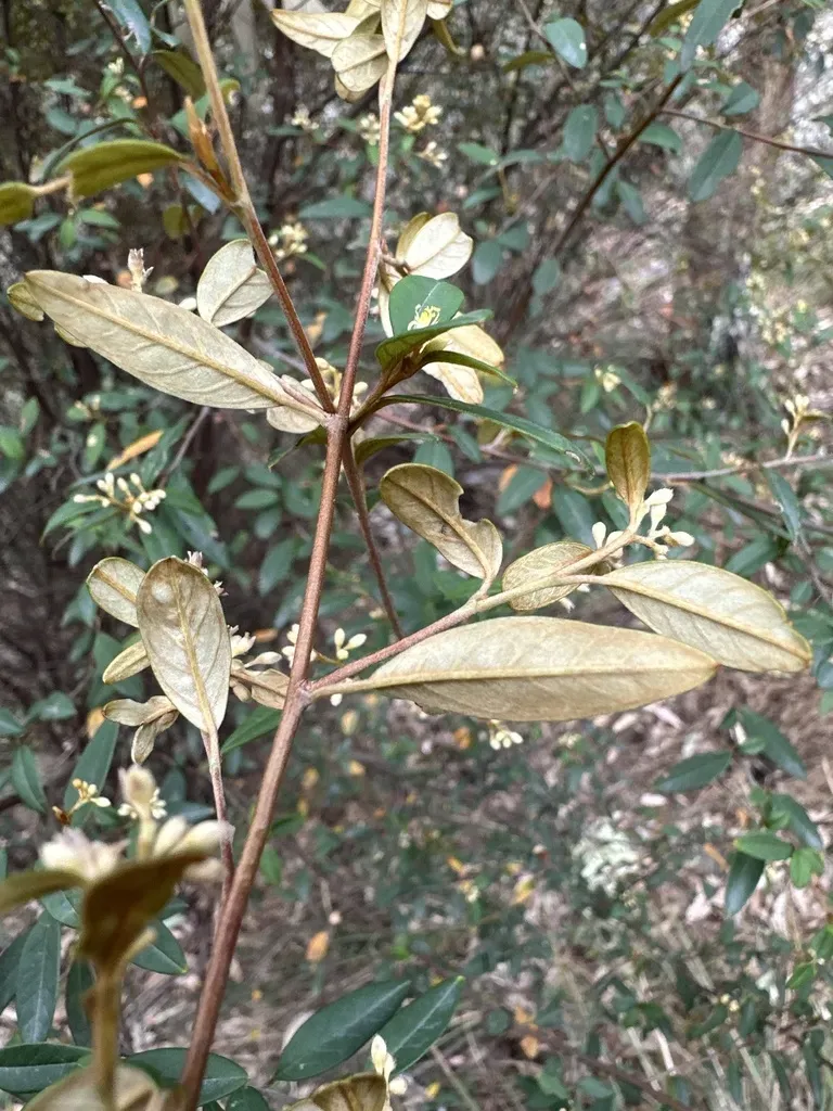 Pomaderris Ligustrina