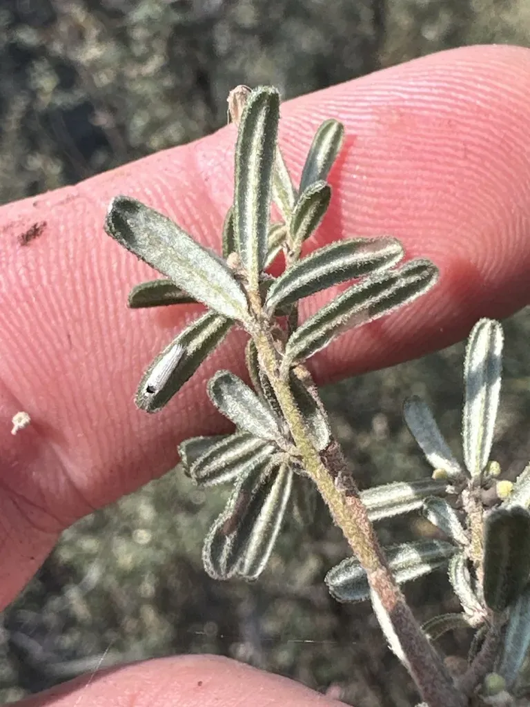 Pomaderris Angustifolia