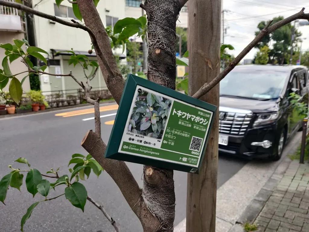 Cornus Hongkongensis