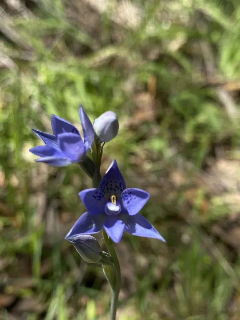 Corrugated Sun Orchid