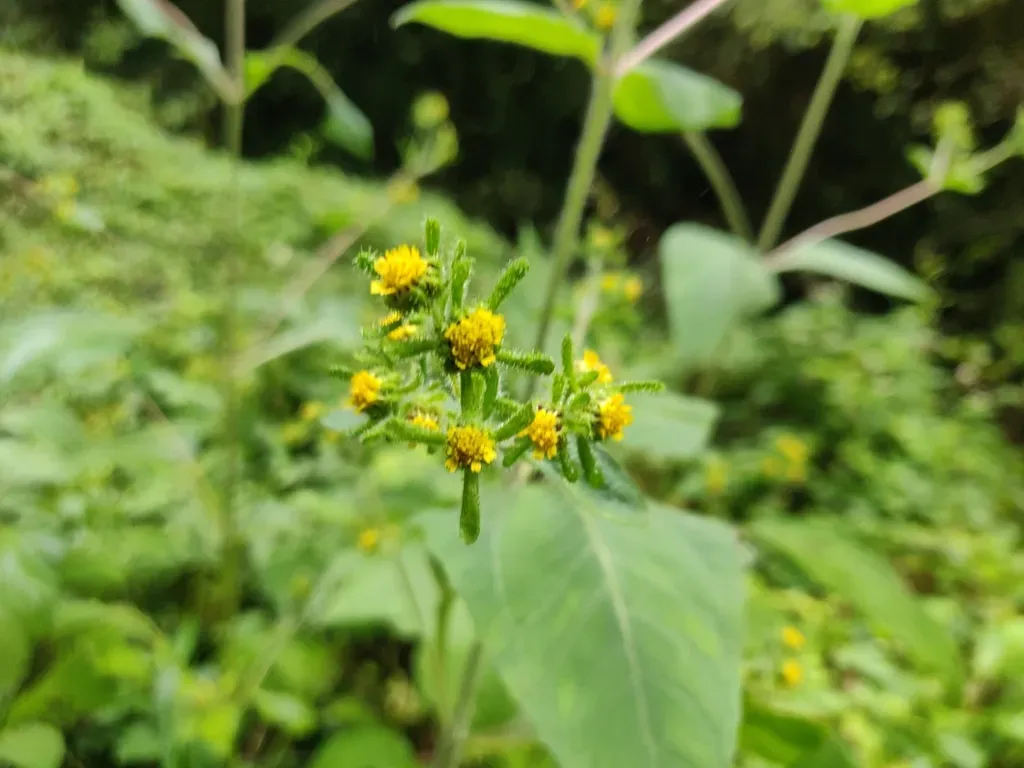 Sigesbeckia Pubescens