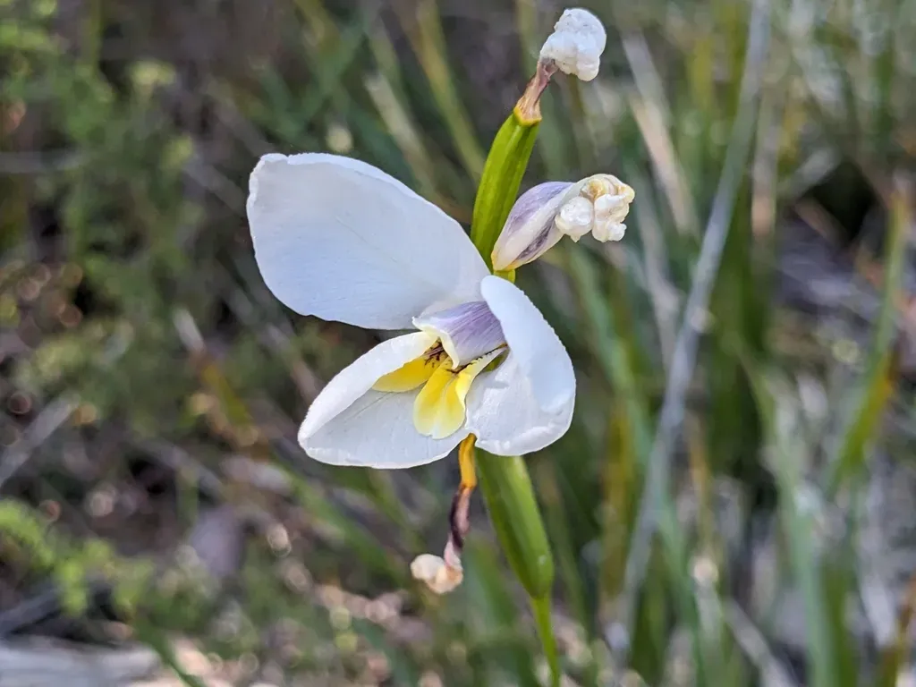 White Iris