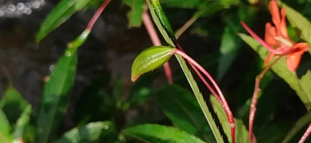 Impatiens Verticillata