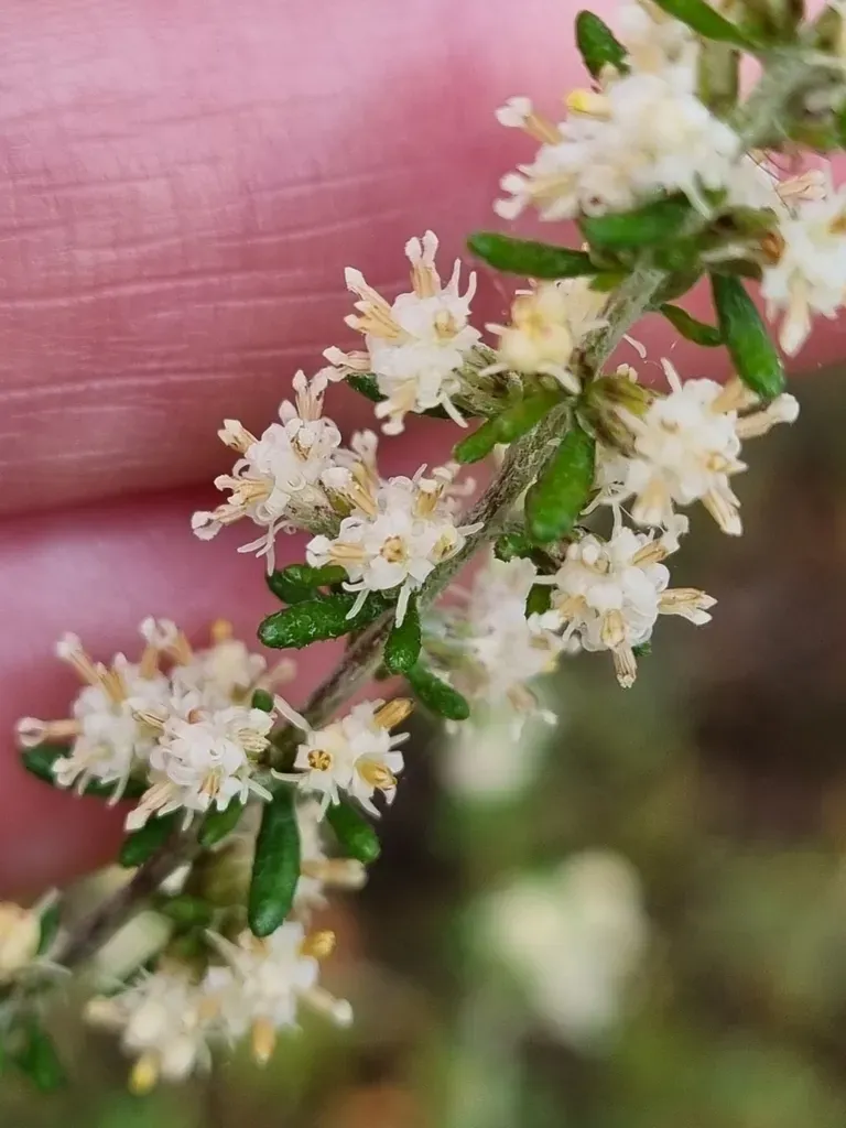 Olearia Tubuliflora
