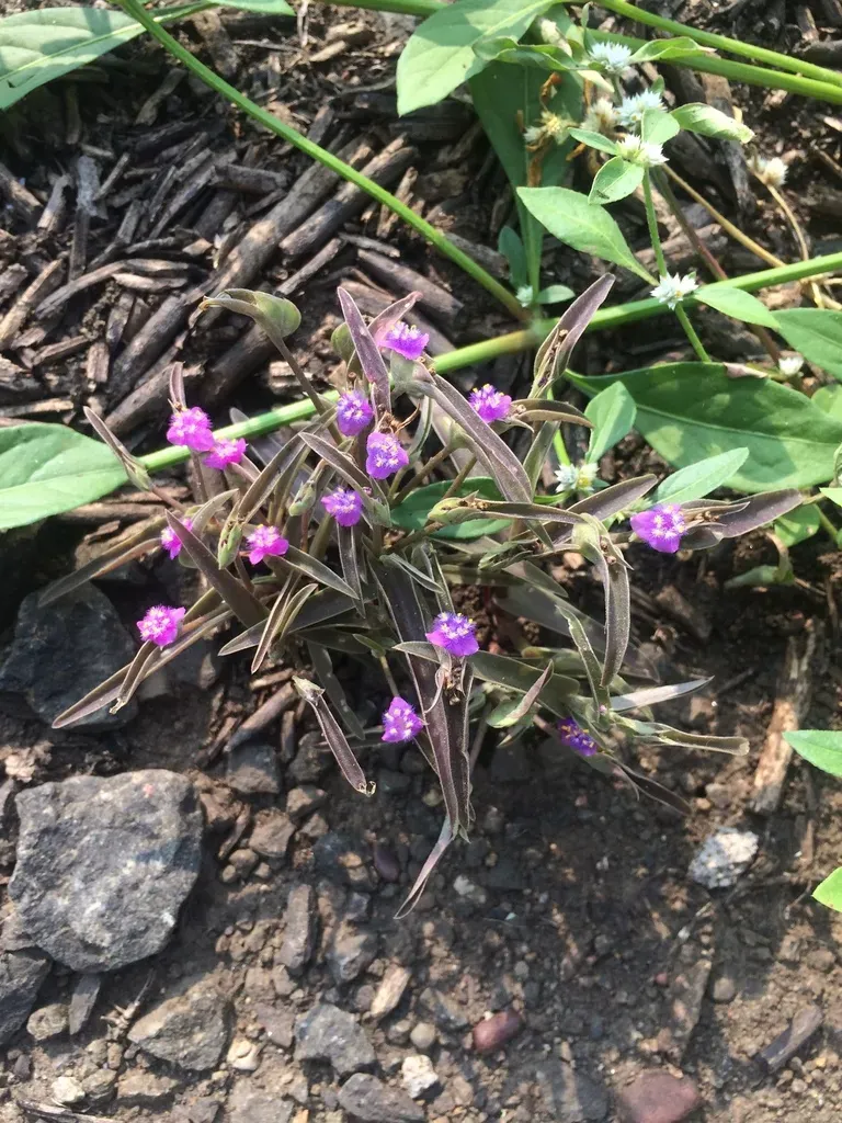 Cyanotis Fasciculata