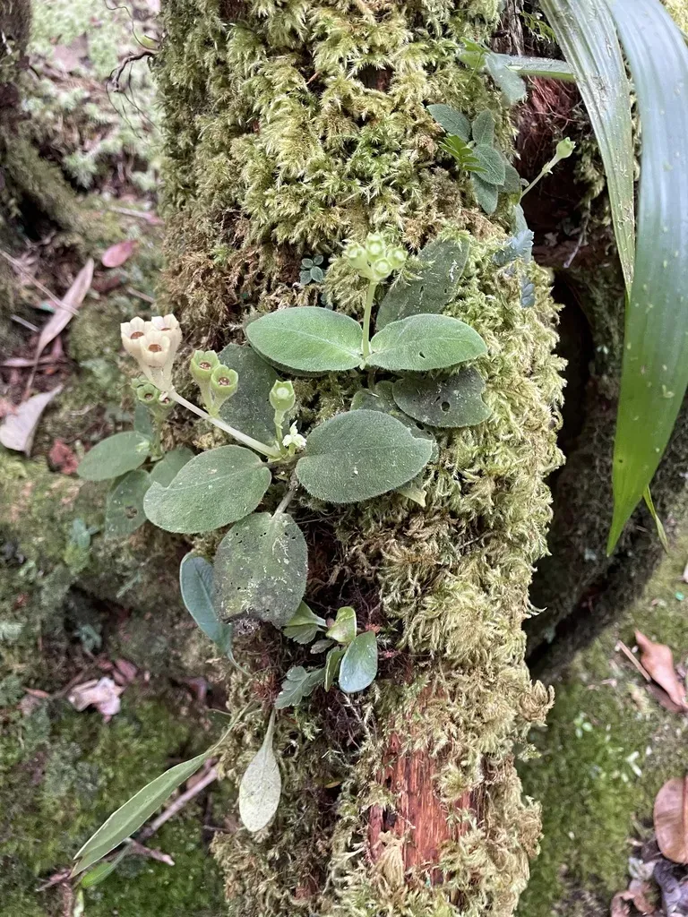 Argostemma Solaniflorum
