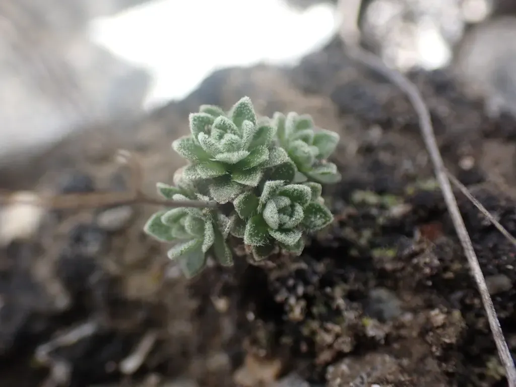 Fewseed Draba