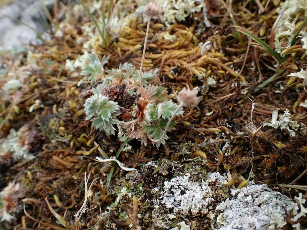 High Arctic Cinquefoil