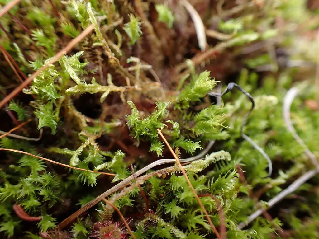 Threeranked Humpmoss