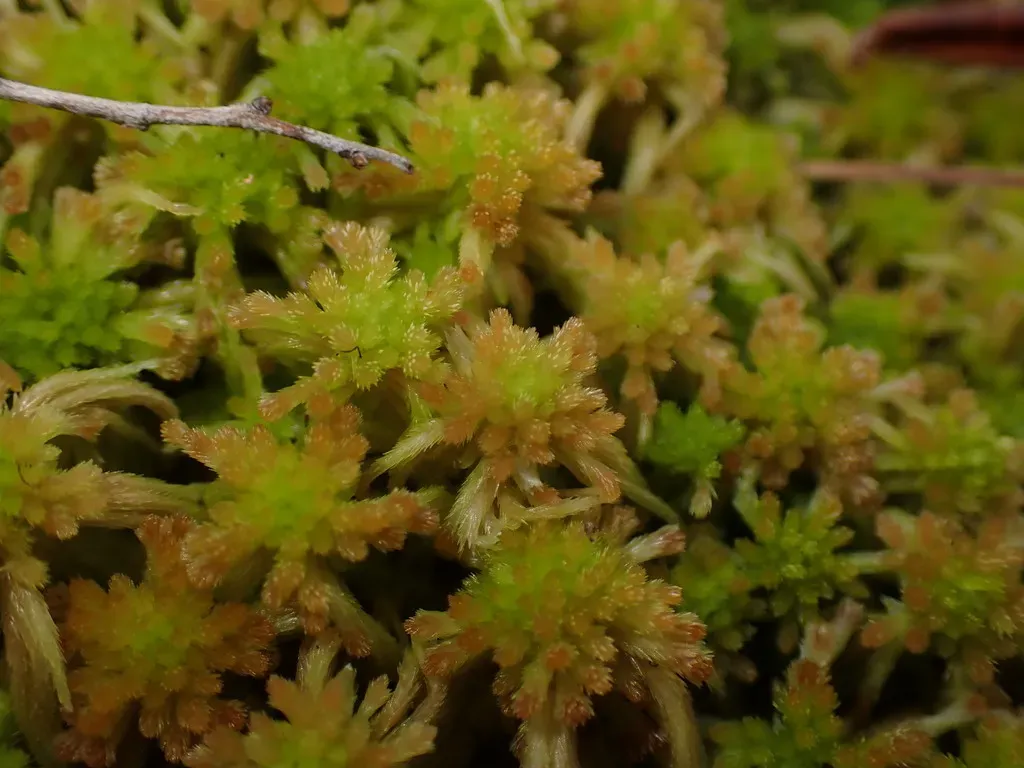 Fine Bog-moss