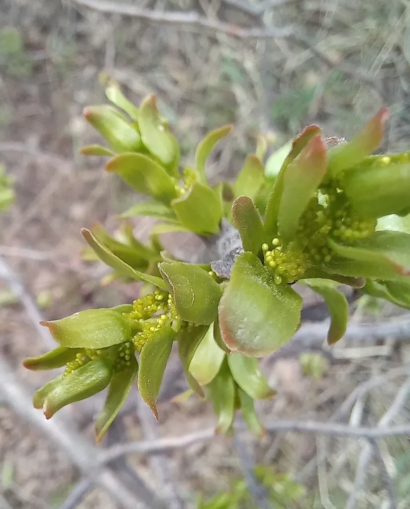 Misodendrum Oblongifolium