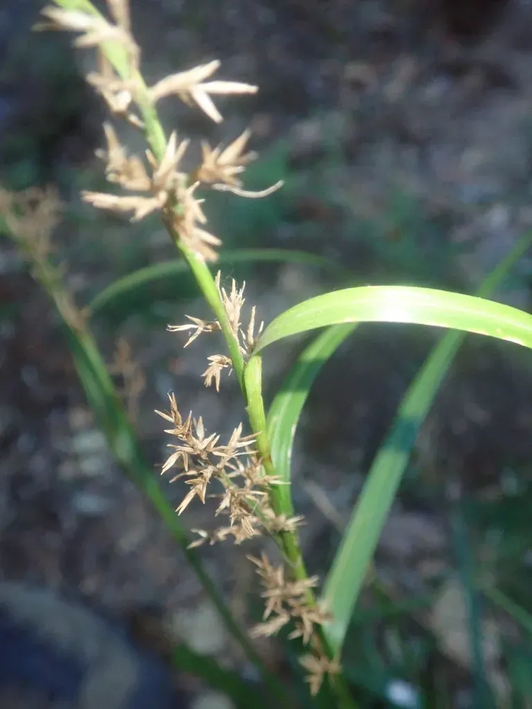 Carex Spicatopaniculata