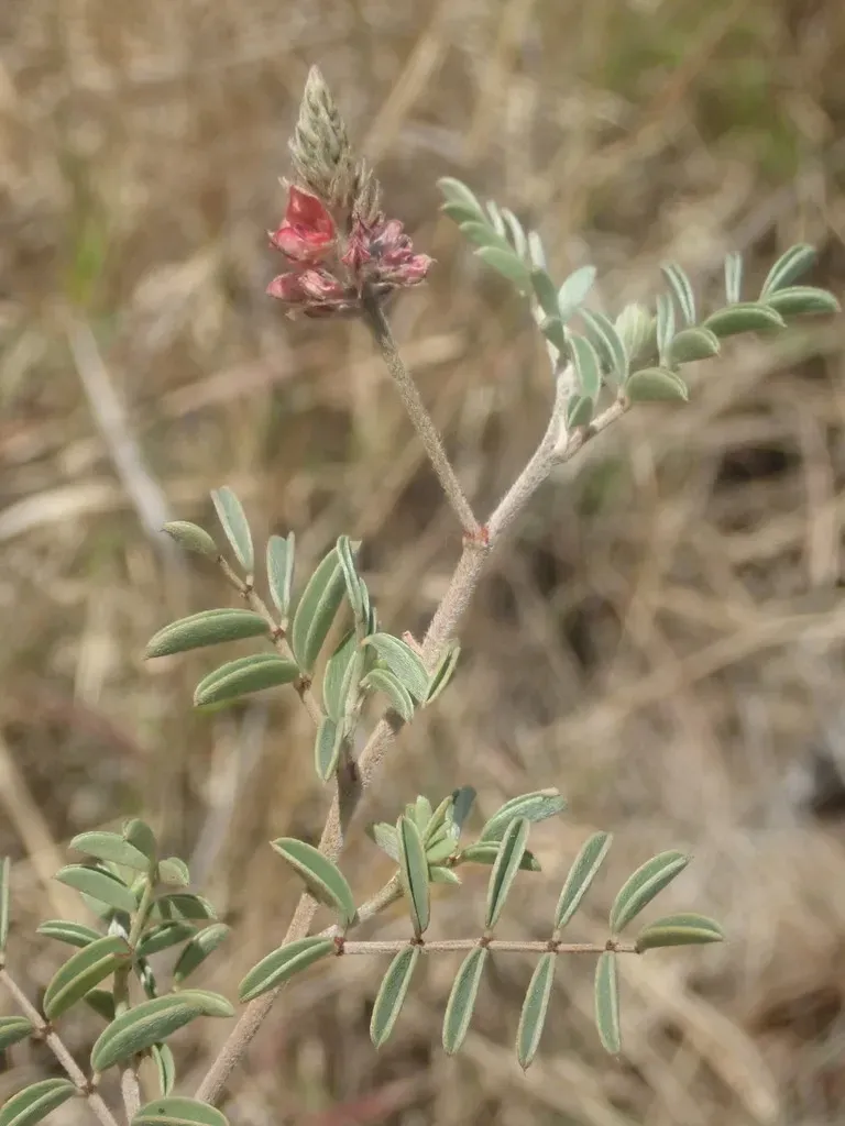 Indigofera Melanadenia
