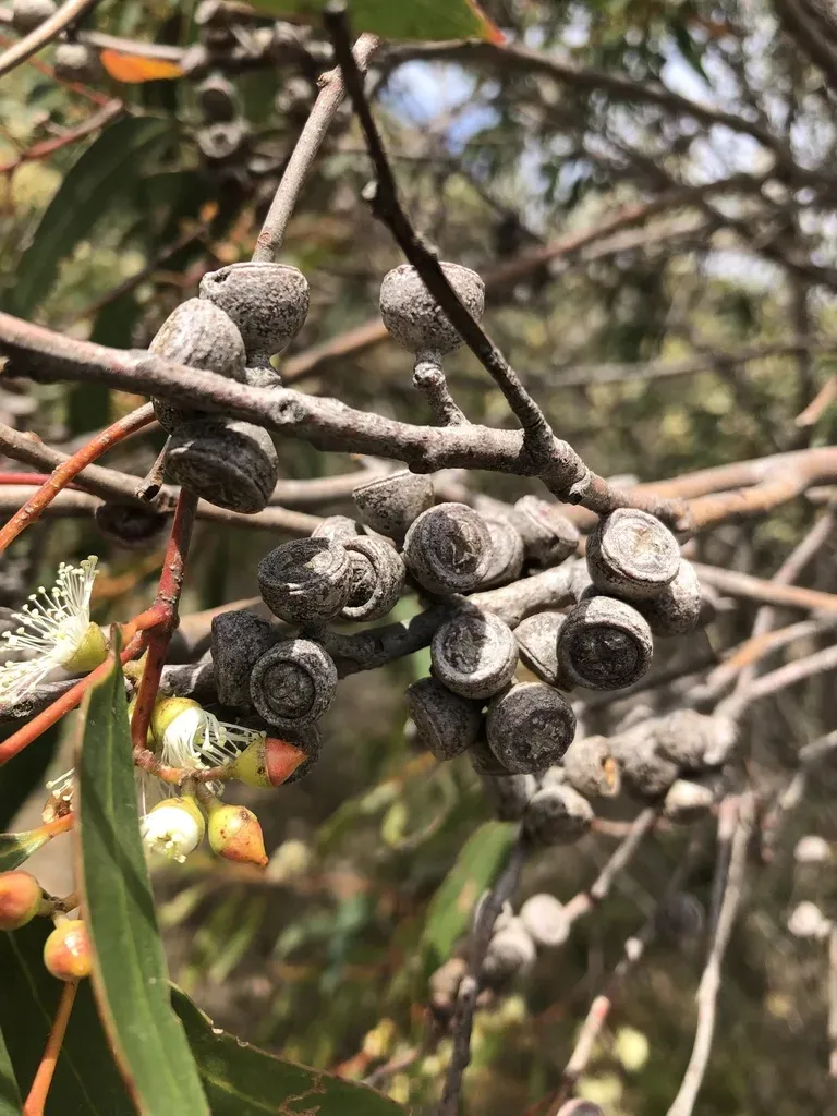 Coastal White Mallee