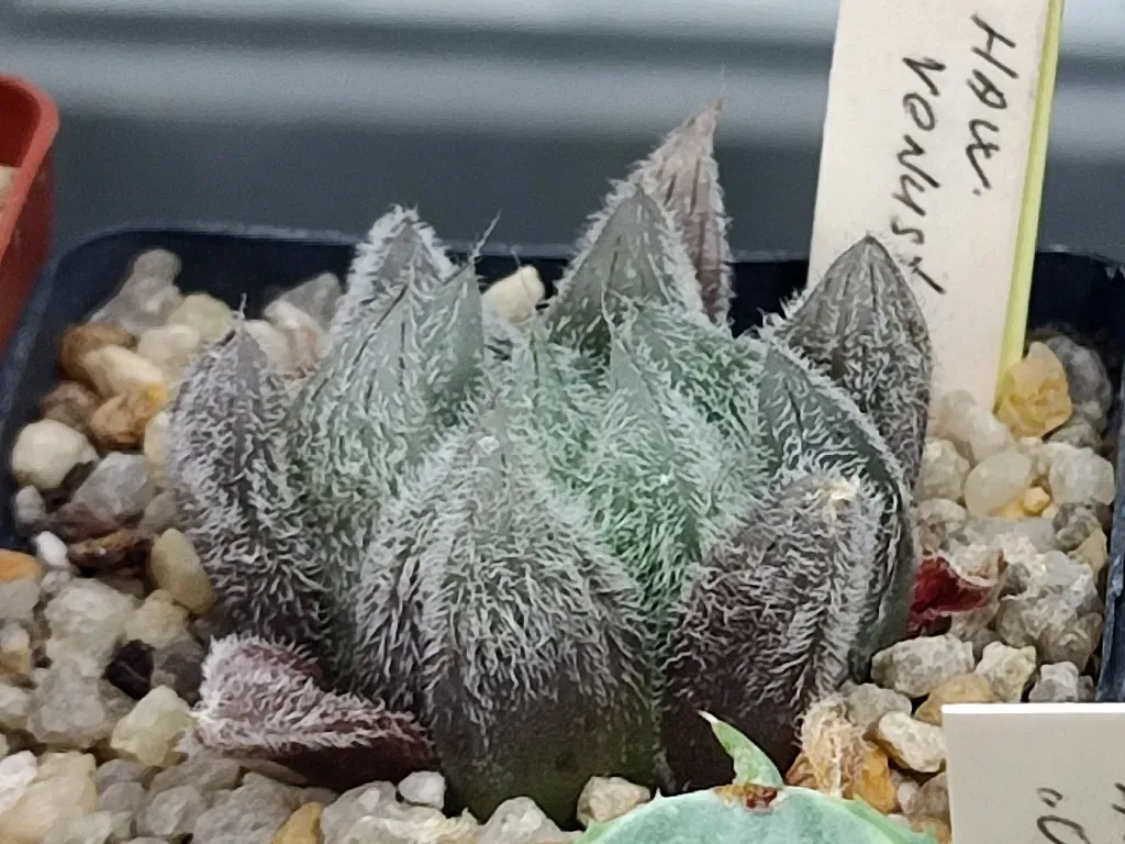 Bristle Haworthia
