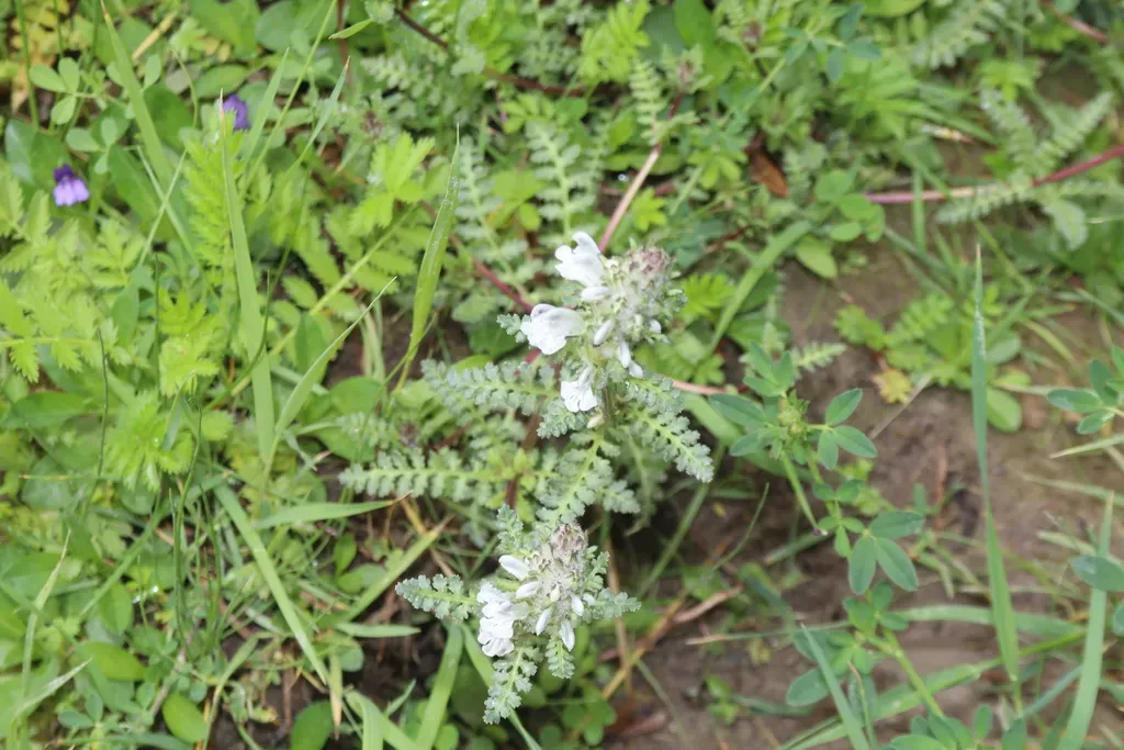 Pedicularis Cheilanthifolia