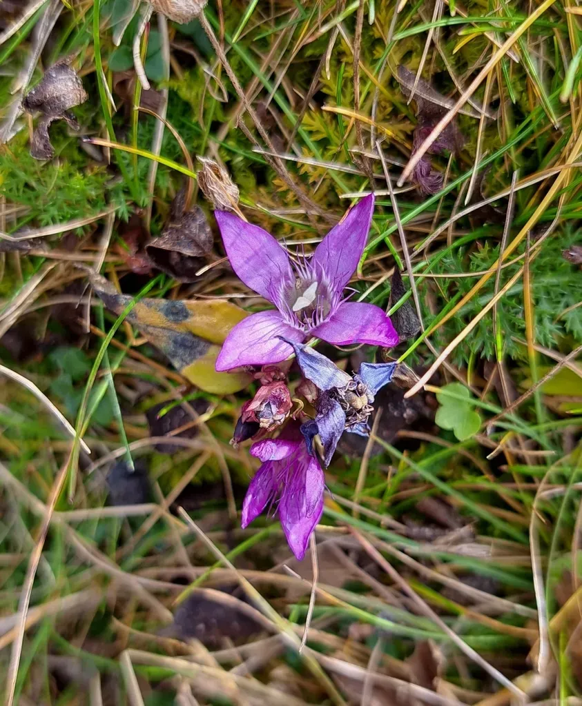 Austrian Gentian