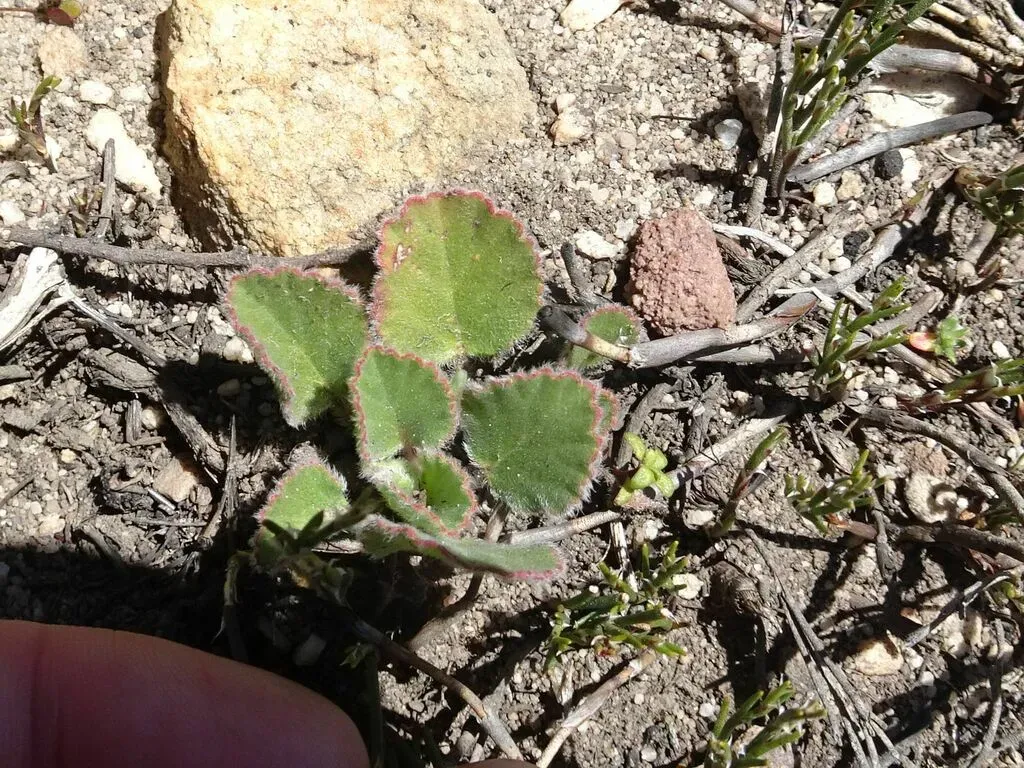 Ovalleaf Storksbill