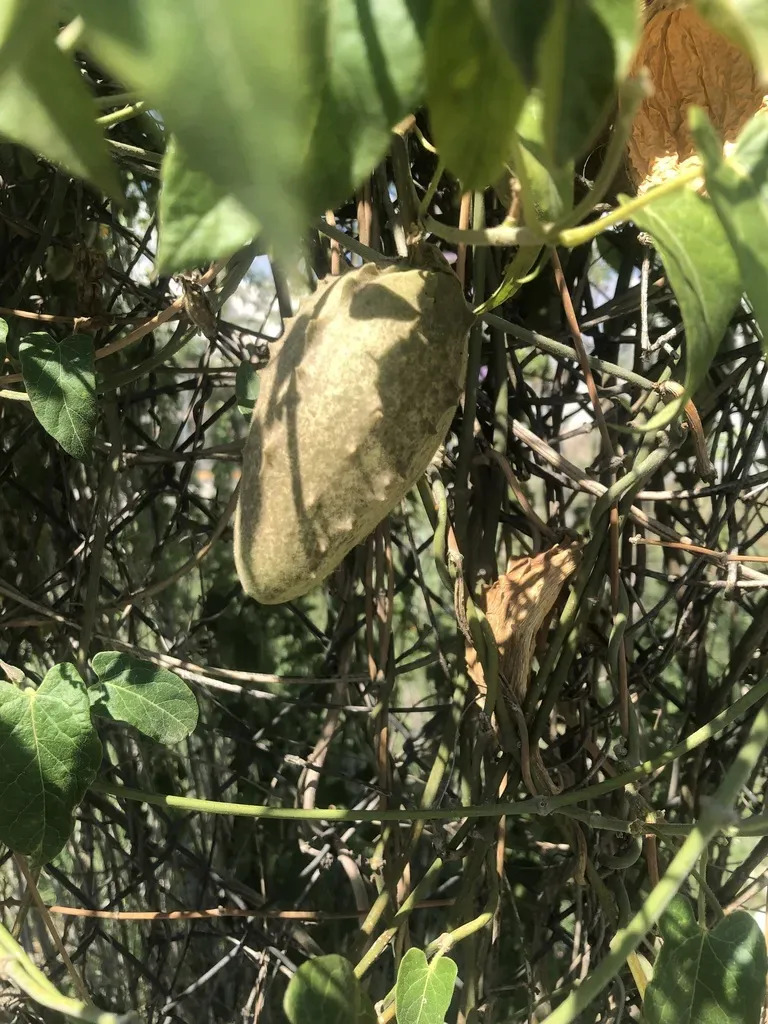 Large-flowered Gonolobus