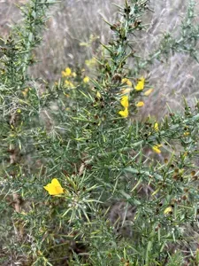 Common Gorse