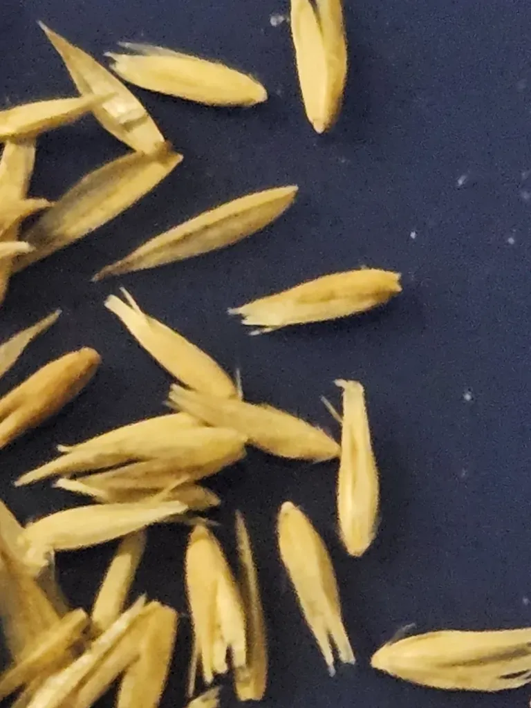 Pickering's Reed Bentgrass