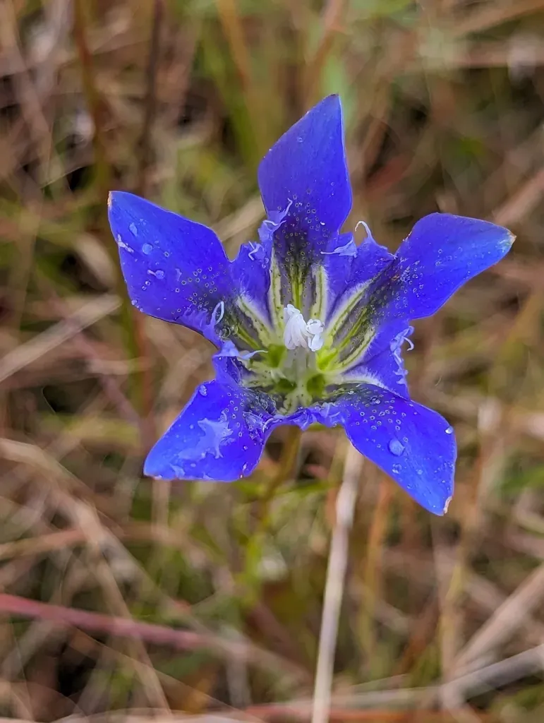 Autumn Gentian