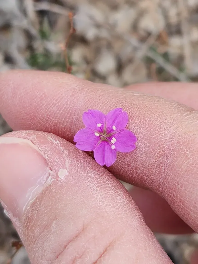 Narrowleaf Spiderling