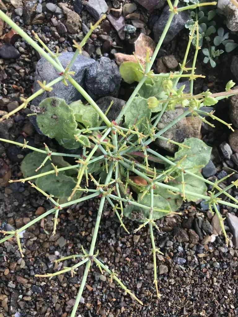 Eriogonum Intricatum